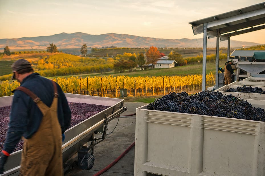 Cellar workers sorting freshly picked red wine grapes on a Walla Walla winery crush pad at golden hour, with autumn vineyards and the Blue Mountains behind